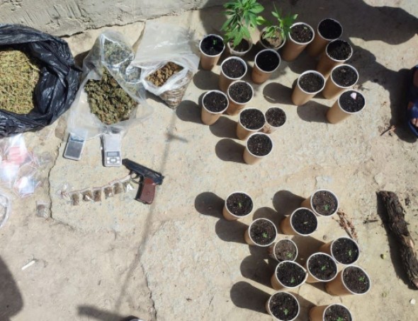 Captură de 5 kg de marijuana și 15 ghiveciuri cu plante de canabis la Cahul